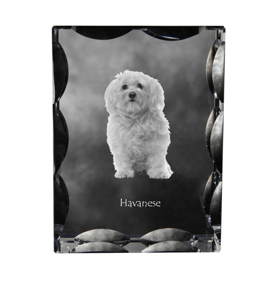 Havanese, Havanese Cuban Bichon, Bichón Havanés - crystal with a picture of a dog, glass statuette with a picture, unique frame with a picture from Art-Dog brand
