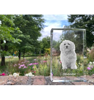 Havanese, Havanese Cuban Bichon, Bichón Havanés - crystal with a picture of a dog, photo in glass, modern exhibition of Art-Dog brand photo