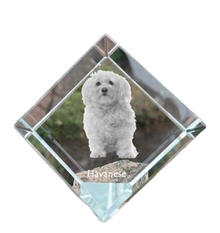 Bichon havanais - un cube de cristal avec une photo, une photo de cheval dans le cristal, un presse-papiers cubique de la marque Art-Dog
