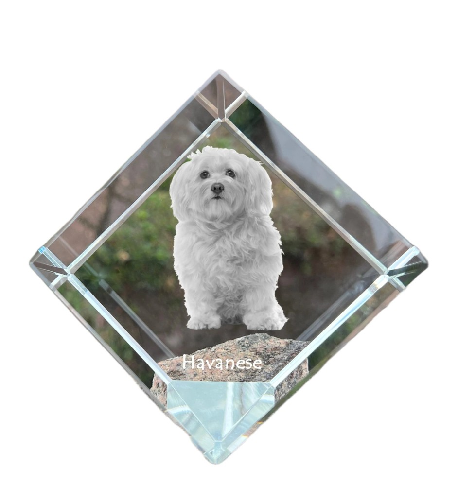Bichon havanais - un cube de cristal avec une photo, une photo de cheval dans le cristal, un presse-papiers cubique de la marque Art-Dog
