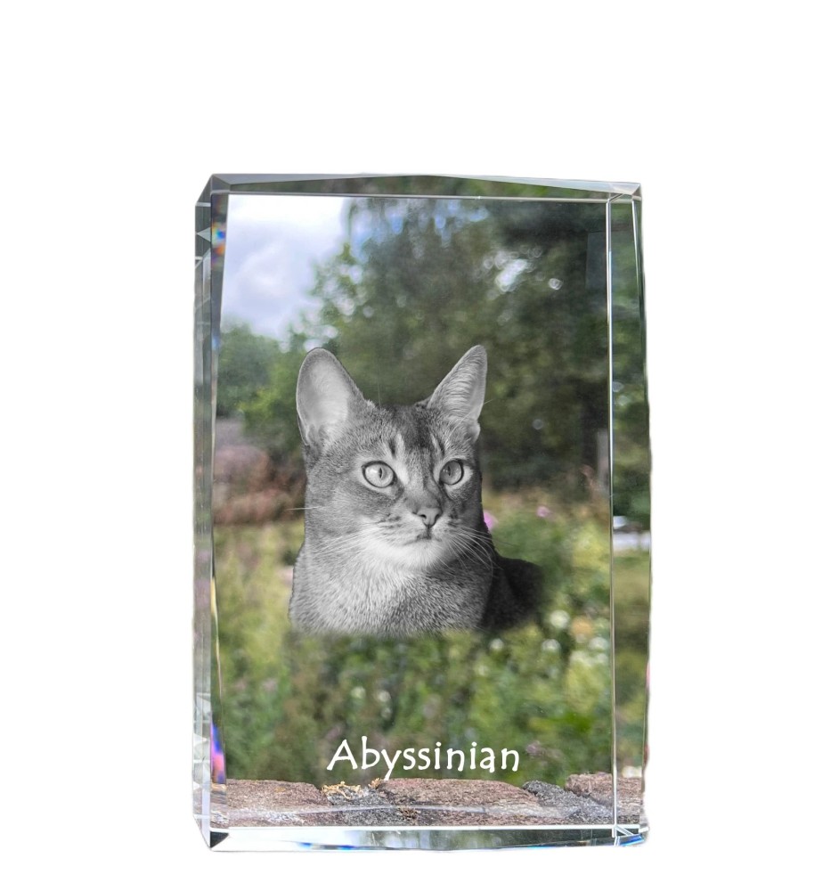 Abyssin - cristal avec une photo de chat, photo sous verre, exposition moderne de la marque de photos Art-Dog