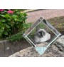 Birman - crystal cube with a picture of a cat, crystal with a picture of a horse, cubic paperweight by Art-Dog brand