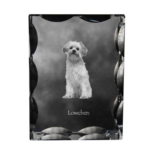 Lowchen, Little Lion Dog - crystal with a picture of a dog, glass statuette with a picture, unique frame with a picture from Art-Dog brand
