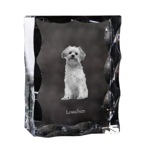 Lowchen, Little Lion Dog - crystal with a picture of a dog, glass statuette with a picture, unique frame with a picture from Art-Dog brand