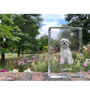 Lowchen, Little Lion Dog - crystal with a picture of a dog, photo in glass, modern exhibition of Art-Dog brand photo