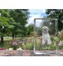 Lowchen, Little Lion Dog - crystal with a picture of a dog, photo in glass, modern exhibition of Art-Dog brand photo