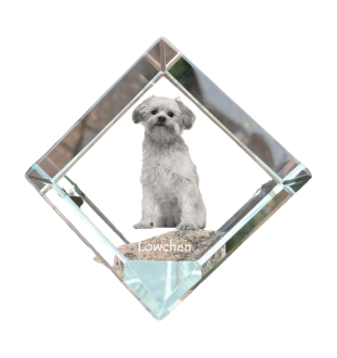 Lowchen, Little Lion Dog - crystal cube with a photo, photo of a horse in crystal, cubic paperweight from Art-Dog brand