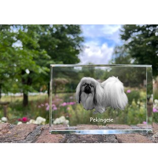 Pekingese, Pekinese, Peke - crystal with a picture of a dog, photo in glass, modern exhibition of Art-Dog brand photo