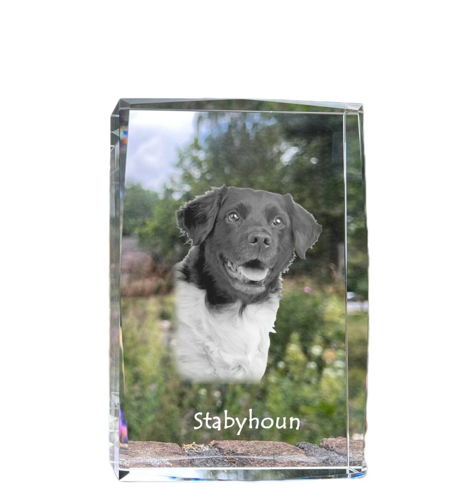 Chien d'arrêt frison, Stabyhoun - cristal avec une photo de chien, photo sous verre, exposition moderne de la marque de photos Art-Dog