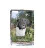 Stabyhoun,  Friesischer Vorstehhund, Stabijhoun - Kristall mit einem Hundebild, Bild im Glas, moderne Ausstellung des Art-Dog-Bildes.