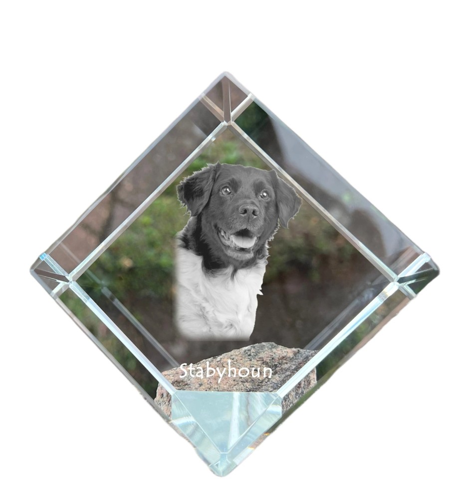 Stabyhoun,  Friesischer Vorstehhund, Stabijhoun - Kristallwürfel mit Bild, Pferdebild im Kristall, sechseckiger Papierclip der Marke Art-Dog