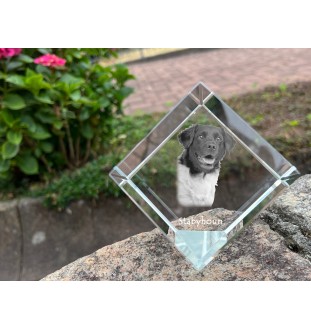 Stabyhoun,  Friesischer Vorstehhund, Stabijhoun - Kristallwürfel mit Bild, Pferdebild im Kristall, sechseckiger Papierclip der Marke Art-Dog