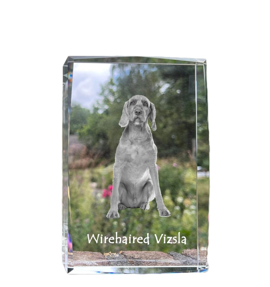 Vizsla - Kristall mit einem Hundebild, Bild im Glas, moderne Ausstellung des Art-Dog-Bildes.