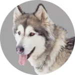 Malamute de l'Alaska logo