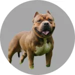 American Bully