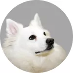 Amerikanischer Eskimo-Hund