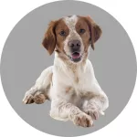 Bretonischer Spaniel