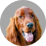English Setter