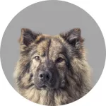 Eurasier logo