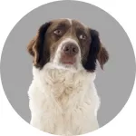 Spaniel francuski logo
