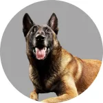 Malinois chien de berger belge logo