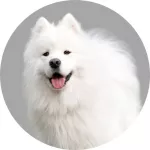 Samoyède logo
