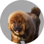 Dogue du Tibet logo