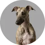 Whippet logo
