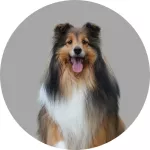 Sheltie logo