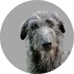 Deerhound (chien de chasse) logo