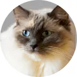 Ragdoll logo