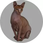 Sfinks logo