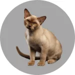 Burma-Katze logo