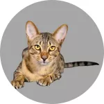 Kot egipski Mau logo
