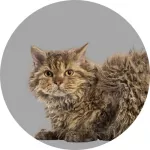Chat Selkirk Rex à poil long