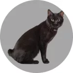 Kurilianer Bobtail logo