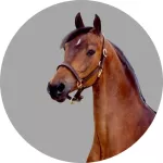 Morgan Horse logo