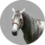 Aztekenpferd logo