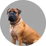 Mastiff logo