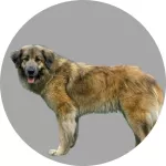 Pies górski z Estrela logo