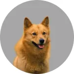 Spitz finlandais logo