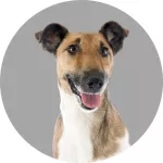 Fox-terrier à poil lisse logo