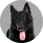 Groenendael chien de berger belge logo