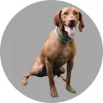 Hungarian Vizsla logo