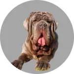 Dogue de Majorque logo