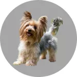 Ratier valencien logo