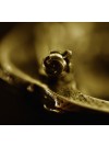 Cavalier King Charles Spaniel - clip (gold plating) - 1024 - 4470
