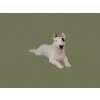 Bull Terrier - figurine - 2363 - 24978